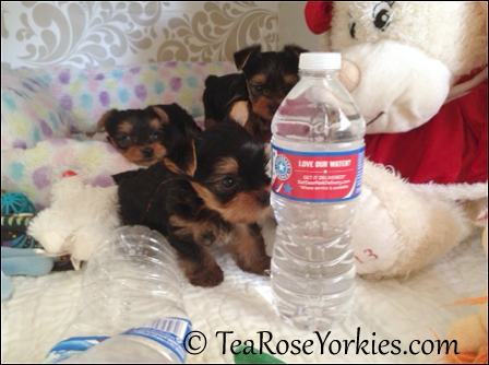 Tiny Yorkie Puppies water bottle size