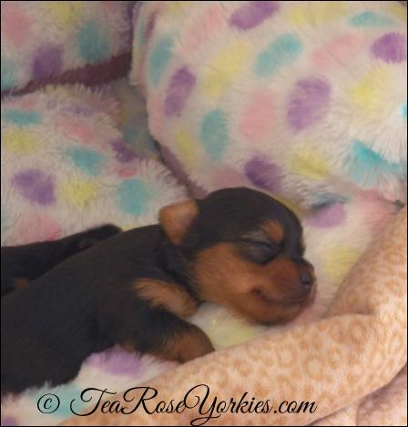 Sleeping yorkie puppy