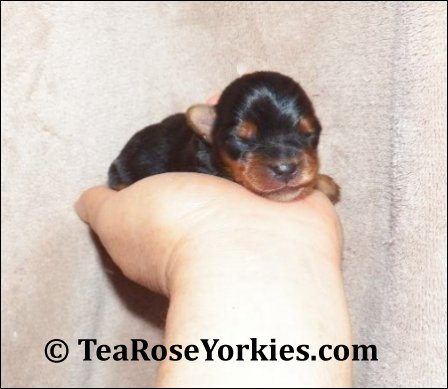 Tiny yorkie puppy 3ounces