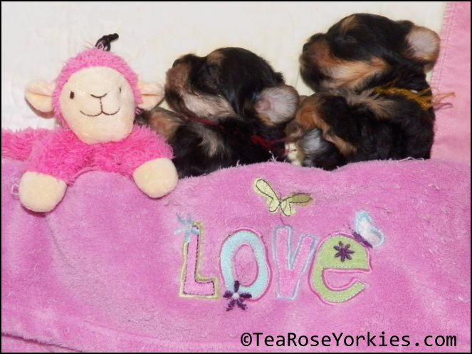 sleeping yorkie baby